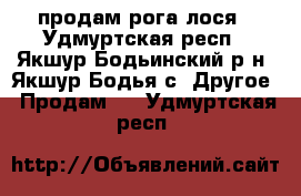 продам рога лося - Удмуртская респ., Якшур-Бодьинский р-н, Якшур-Бодья с. Другое » Продам   . Удмуртская респ.